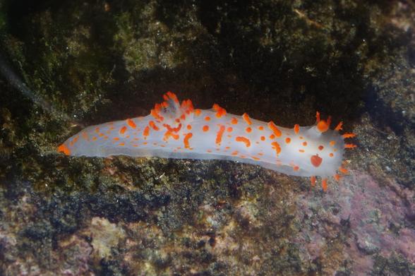 A sea slug (nudibranch) stretched out in a "fast" moving line across a rocky surface. The nudibranch has a white, somewhat transparent body. The body is speckled with orange bumps (cerrata) that contain stinging cells. From left to right: it has an orange tipped tail, a frilly white gill with orange tips in the middle, two white with orange tipped antennae like structures (rhinosphores), and a splayed out orange "beard" of mouth tentacles.
