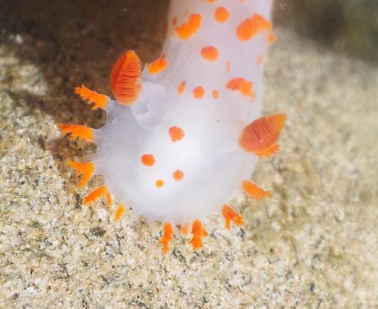 A close up of the nudibranch's "face". Its antannae-like rhinosphores are a brilliant red-orange. They are made up of a central vertical stalk with many thin frills in a horizontal stack. At the base of the left rhinospore, there is a frilly white ring around the stalk, that protects the rhinosphore when it is retracted. A nudibranch retracts its rhinosphore when it is out of the water, or when it feels threatened.

The "beard" of mouth tentacles are in a single line across its face. A beard tentacle is backlit by the sun against the nudibranch's shadow. The beard tentacle has a branching structure, similar to a strand of moss. Two tiny white tentacles sit in the middle of its face. 

Four orange spots are in the middle of its "forehead".