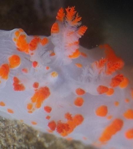 Detailed picture of the nudibranch's gills. They are branching, feathery structures. They are white with red-orange tips.