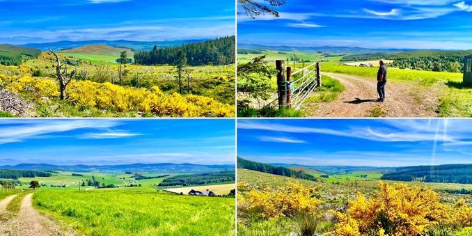 A four photo collage featuring views across the howe of Alford from the Tullynessle side of Suie Hill. Deep blue skies and green fields on a bright summer day. Bright yellow broom dominates in the foreground in photos top left and bottom right.