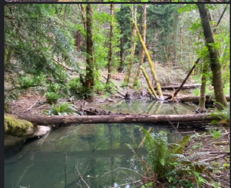Looking downstream at a series of clear pools created by a series of permeable dams