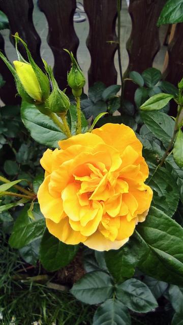 Eine gelbe Rosenblüte