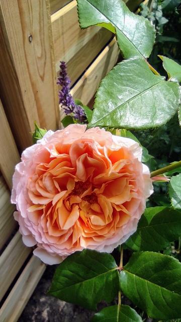 Eine Rosenblüte in Nahaufnahme