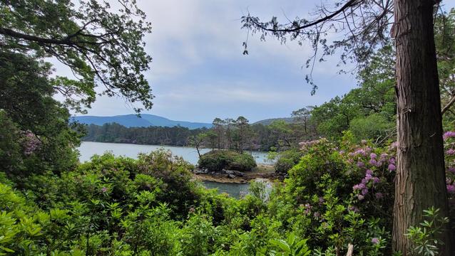 ciew between trees and lower bushes on a lake like bay of the see with a little island in the middle where some trees on