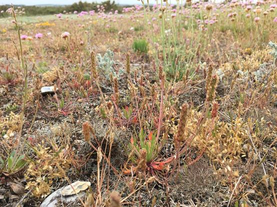 Low perspective of Coastal Vegetated Shingle on Blakeney Point, Norfolk. Low growing pale turquoise wormwood, plantains with red and green leaves, grey dried mosses and lichen, short brown grasses and, tall pink thrifts and yellow bird's foot trefoil in the background. Hills beyond the shrubby seablite and saltmarsh in the distance.