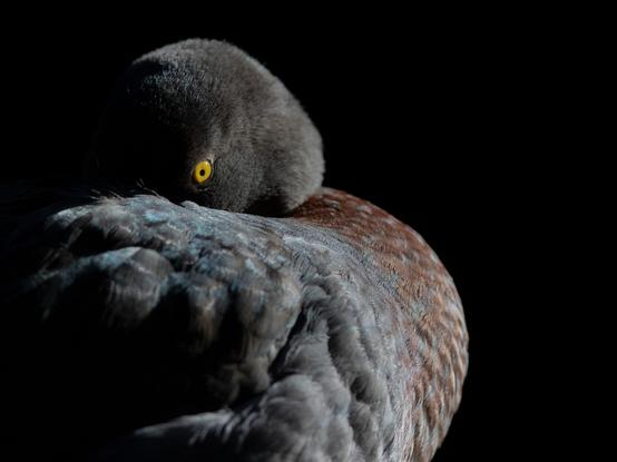 A close up of a slate blue duck on a black background with its beak tucked away under its wing looking back with a wide open yellow eye. One side of the duck is in bright light and the other side is in total shadow.
