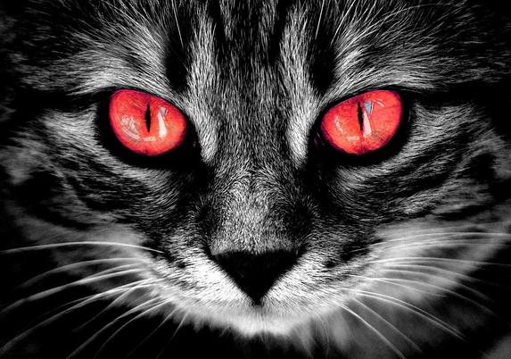 The head of a cat with red eyes observes the viewer.