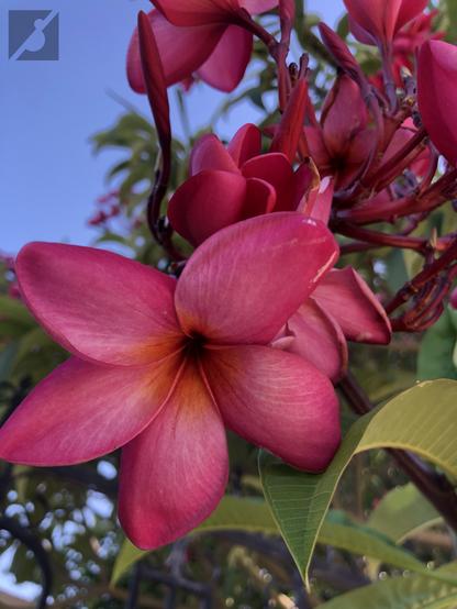 Picture of a Temple Tree flower