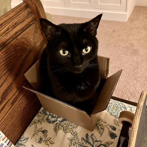 Cinder the cat in a box