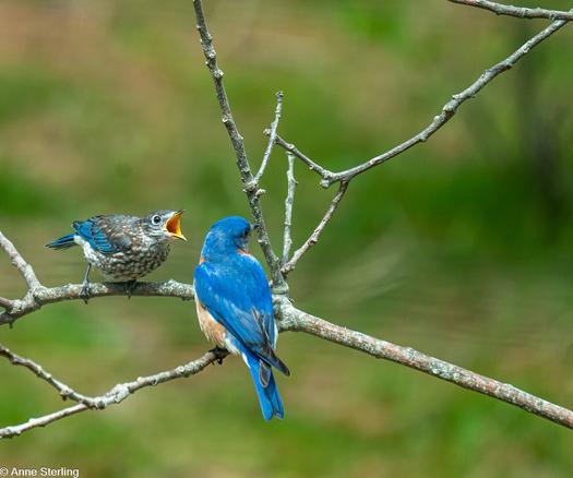 Bluebird begging for food