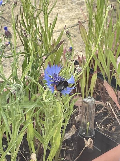 A small red-tailed Bumblebee on a blue cornflower