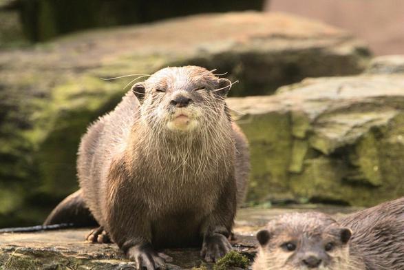 One of the otters at WWT Martin Mere in the sunshine. It's sat on a rock, facing the camera and appears to have a smile on its face, its eyes are closed. There are other, moss-covered rocks in the background.
