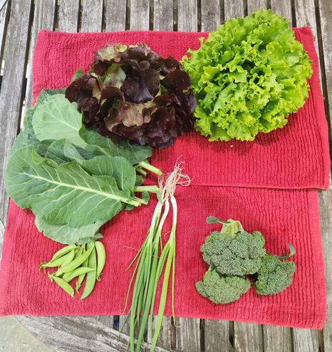On red towels are heads of green and red lettuces, collards, peas, couple of green onions and some small heads of broccoli.