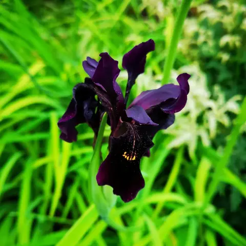 A dark purple-black Iris with ruffled petals.