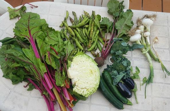 Cesta de la semana con acelgas de colores, repollo, calabacines, berenjenas, habas, brócoli, ajetes, remolacha y cebollas tiernas.