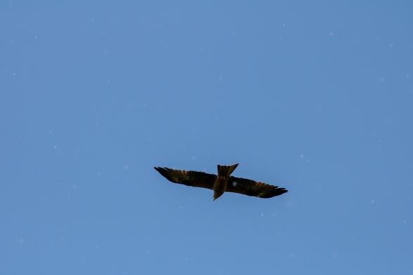 Foto eines fliegenden Schwarzmilans am blauen wolkenlosen Himmel. Pappelpollen ist als weiße unschwarfe Punkte auf dem ganzen Bild zu sehen.