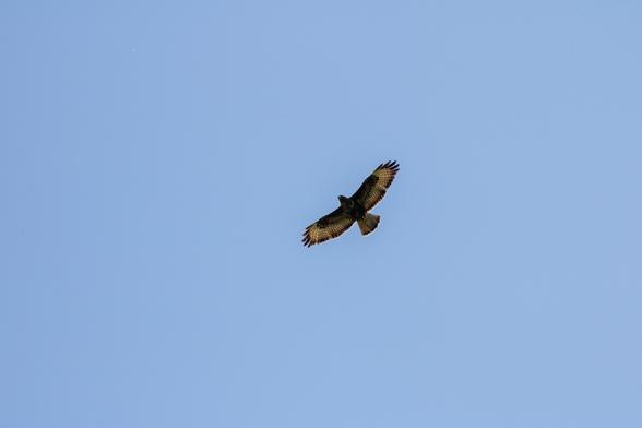Foto eines fliegenden Mäusebussards am hellblauen wolkenlosen Himmel.