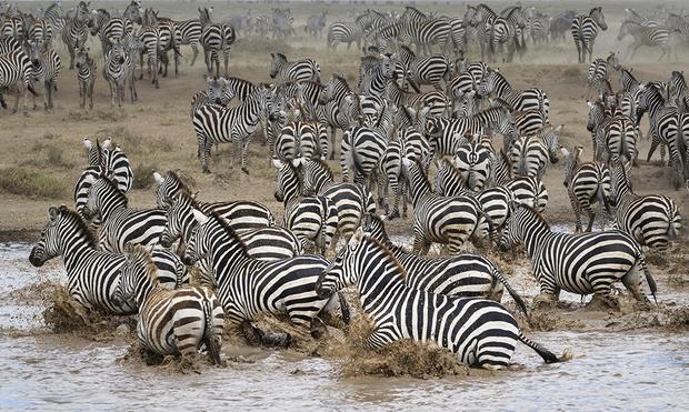 A herd of zebras stampeding away from a watering hole in Tanzania Africa