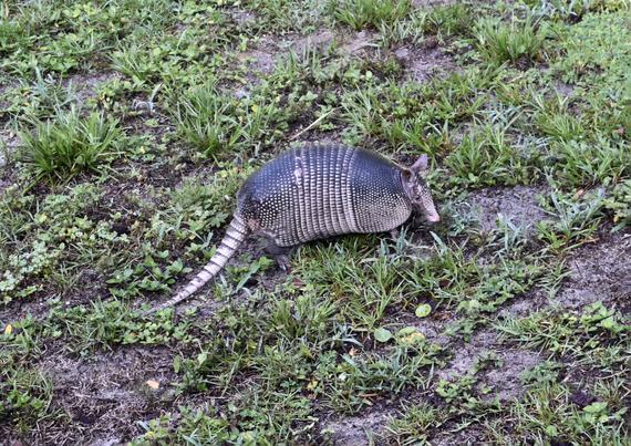 Armadillo moving right while glancing back in grassy field