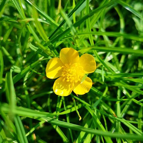 A yellow flower with five rounded petals amid bright green grass.