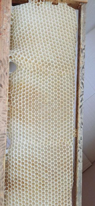 Bid einer Drohnenwabe