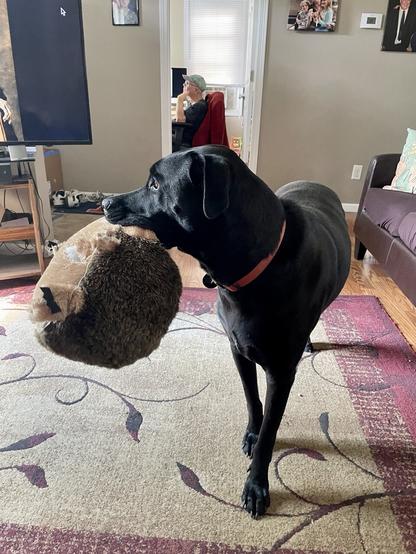 Black LabraDane standing in middle of living room looking to his right, holding in his mouth a big stuffed hedgehog. He’s wearing a red collar.
