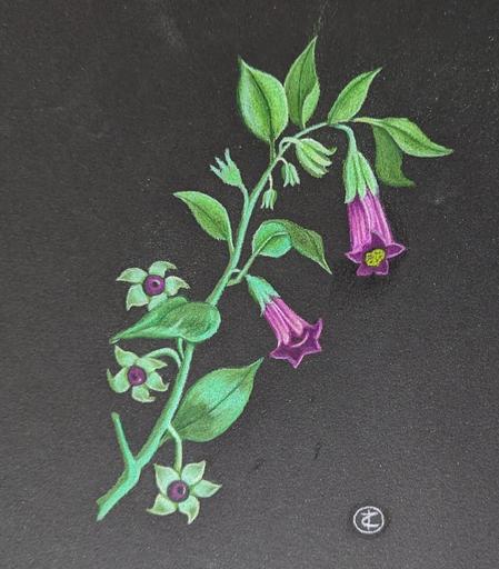 Colored Pencil drawing on Black Paper of the poisonous plant Belladonna aka Deadly Nightshade. It's a stalk with blossoms, fruit, and flowers on it.