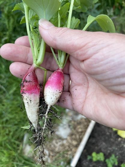 A photo of two radishes grown on my allotment.