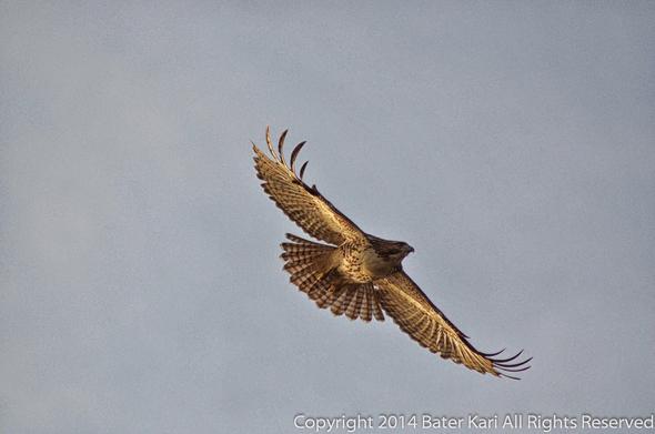 A red-tail hawk in flight.
