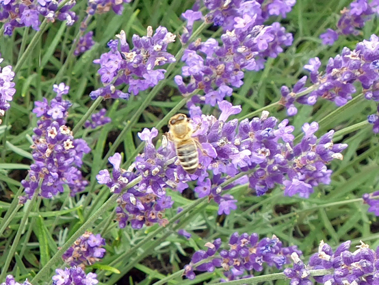 Biene an Lavendel