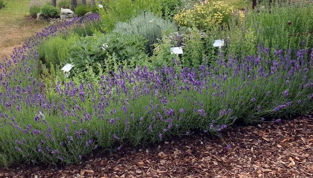 Kräuterbeet mit Hidcote Blue Lavendel im Banberger Bienengarten