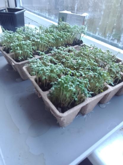 A cardboard pot on a windowsill holds growing cress.