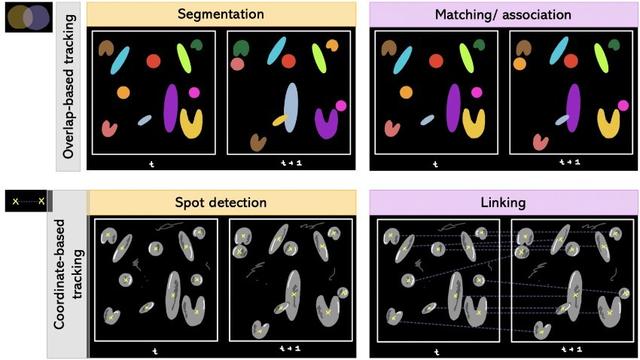 Different ways of tracking: Segmentation + Matching/association and Spot detection + Linking