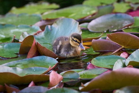 A tiny duckling surrounded by water lilies