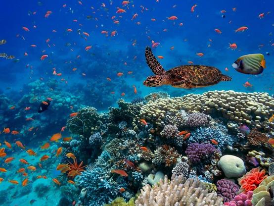 A sea turtle glides through the blue ocean above a colourful coral reef system growing on the sandy ocean bed, surrounded by multitudes of small orange fish and larger species of tropical reef fish.