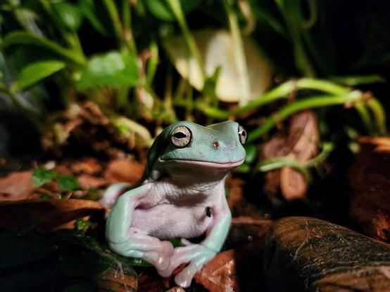 Photo of a White's Tree Frog in a terrarium. The frog is sitting with its front legs nearly straight.
