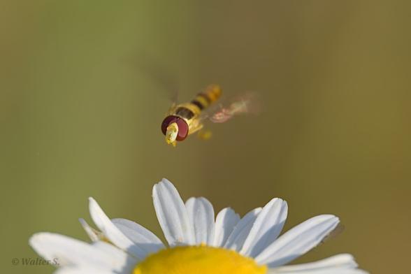 A small hoverfly lands on a flower