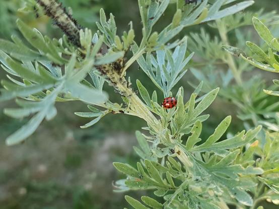 Mit schwarzen Läusen befallener Zweig von Wermutkraut (Artemisia absinthium). Auf einem Blatt sitzt ein Marienkäfer.
