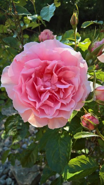 A very delicate pink rose, the variety of which I can't quite remember just now. I may update this later.