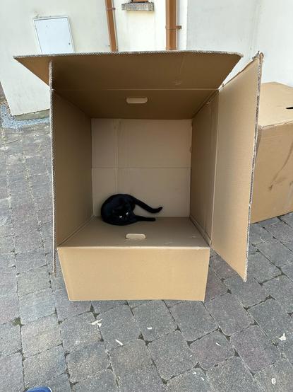 Miss Cinnamon the small black shorthair cat in the bottom left corner of a huge cardboard box. Her yellow eyes shine out of the void that is her face and body. The box is on a paved driveway