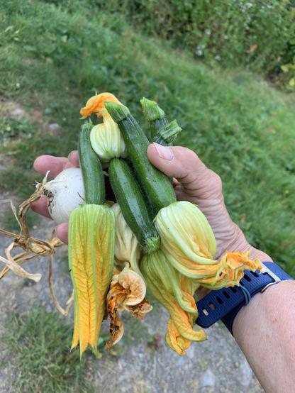 My hand holding six small green courgettes and their yellow flowers plus a white big garlic bulb