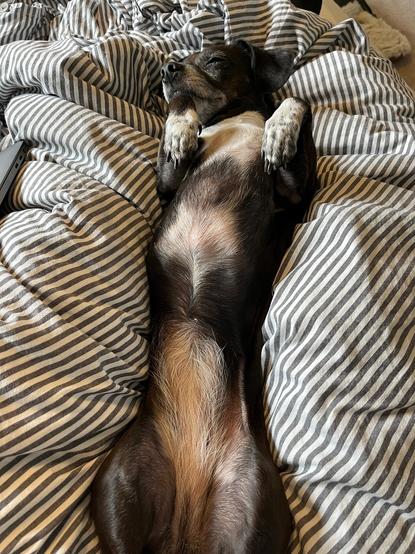 Picture shows a cute black and white dog laying on her back on a blanket with her feet up in the air