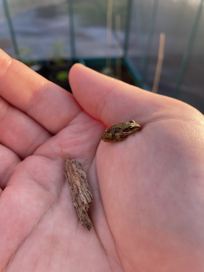 Open hand holding a small frog
