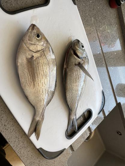 Two line-caught sea bream on a board ready to be de-scaled, gutted and filleted.