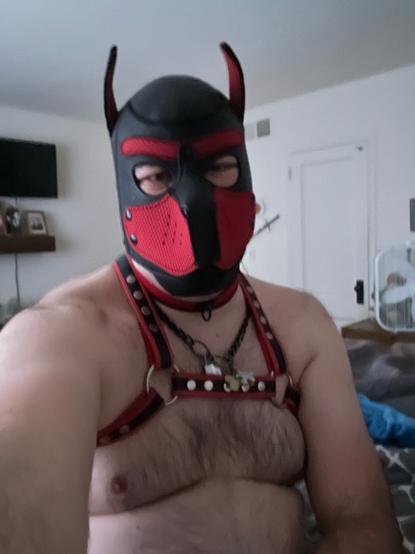 Man wearing red pup hood, collar, and harness in a sitting position.