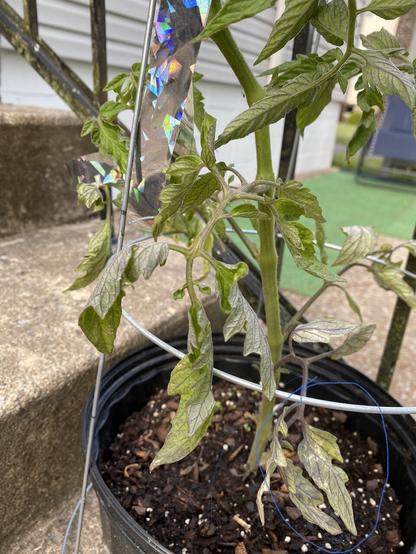 Leaves fading in color, curling so underside is facing up, some with yellow patches