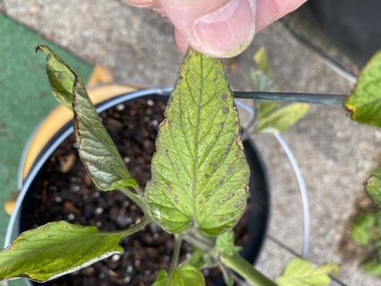 Brown round spots, unable to scrape off