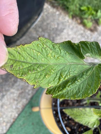 Yellowish bumps in the thickness of the leaf, changing leaf texture