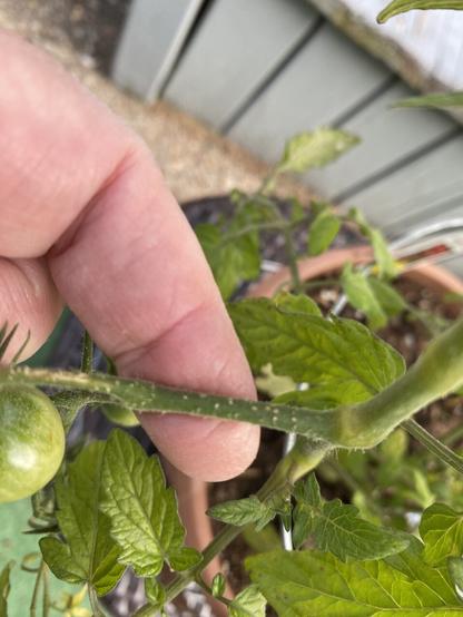 Yellow bumps along stem, unable to scrape them off