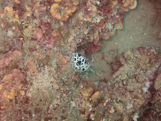 A photo of a sea cow nudibranch grazing on sponge-covered rocks. Its antennae are slightly visible in the front.